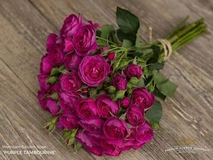 ROSE BR. PURPLE TAMBOURINE 50